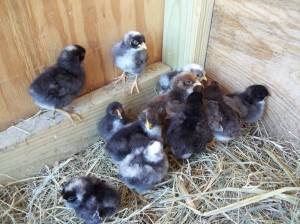 Barred Rock Chicks